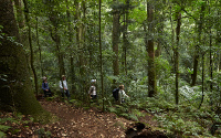 Scenic Rim Trail